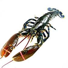 Lobster 龙虾